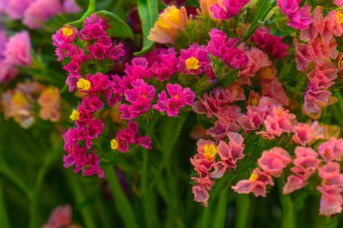 50 Pacific Mix STATICE SINUATA Mixed Colors (Sea Lavender) Limonium Latifolia Flower Seeds