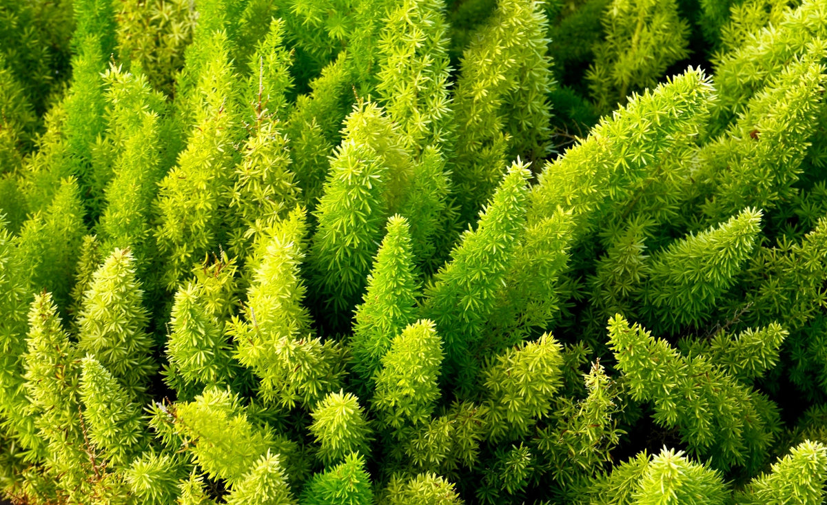 10 semillas de helecho espárrago esmeralda (A. Densiflorus Mazeppa), planta de interior