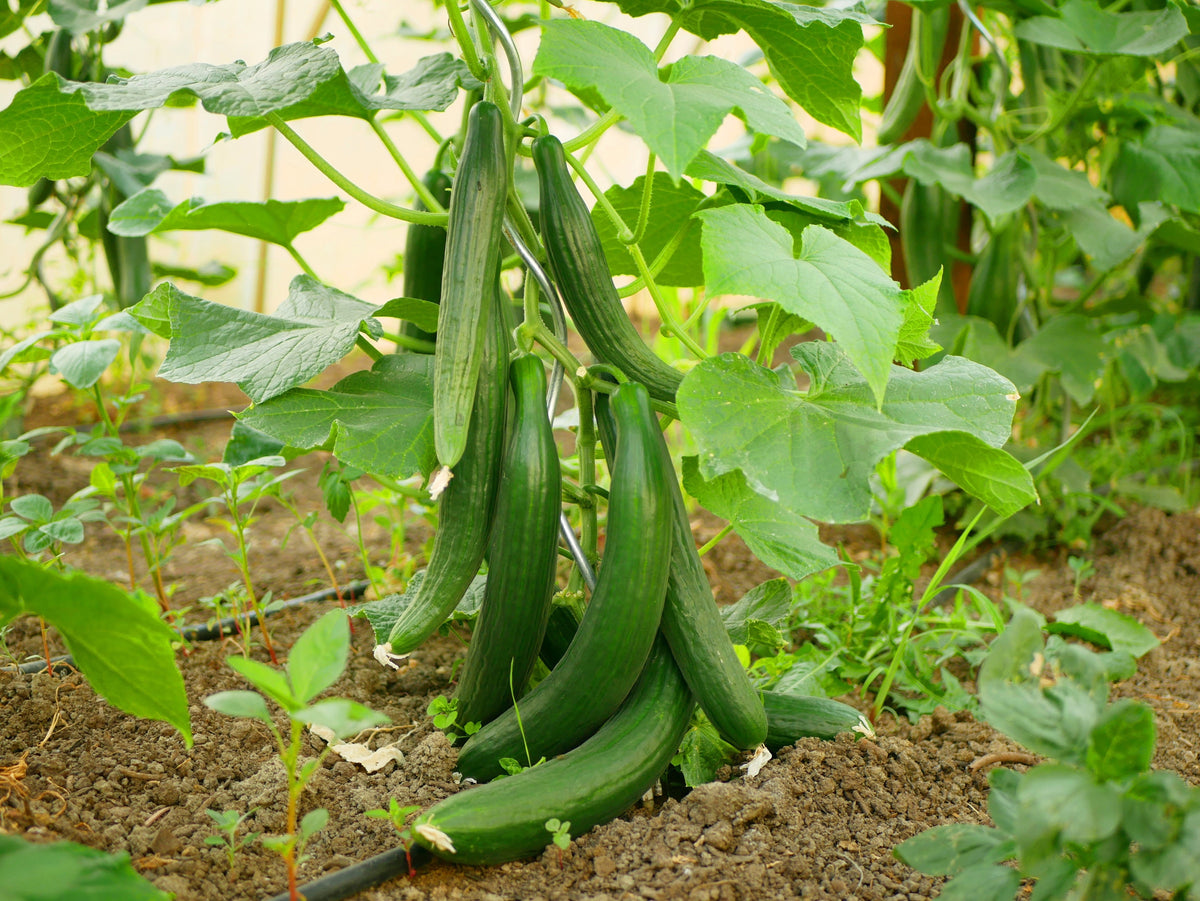 30 semillas de pepino inglés Cucumis sativus, fruta vegetal sin eructos