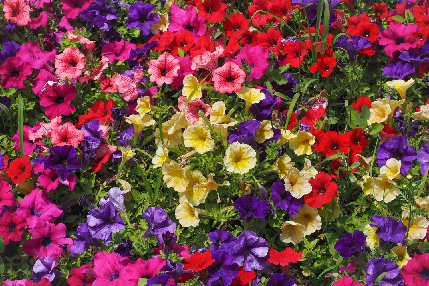 250 semillas de flores de PETUNIA de colores variados