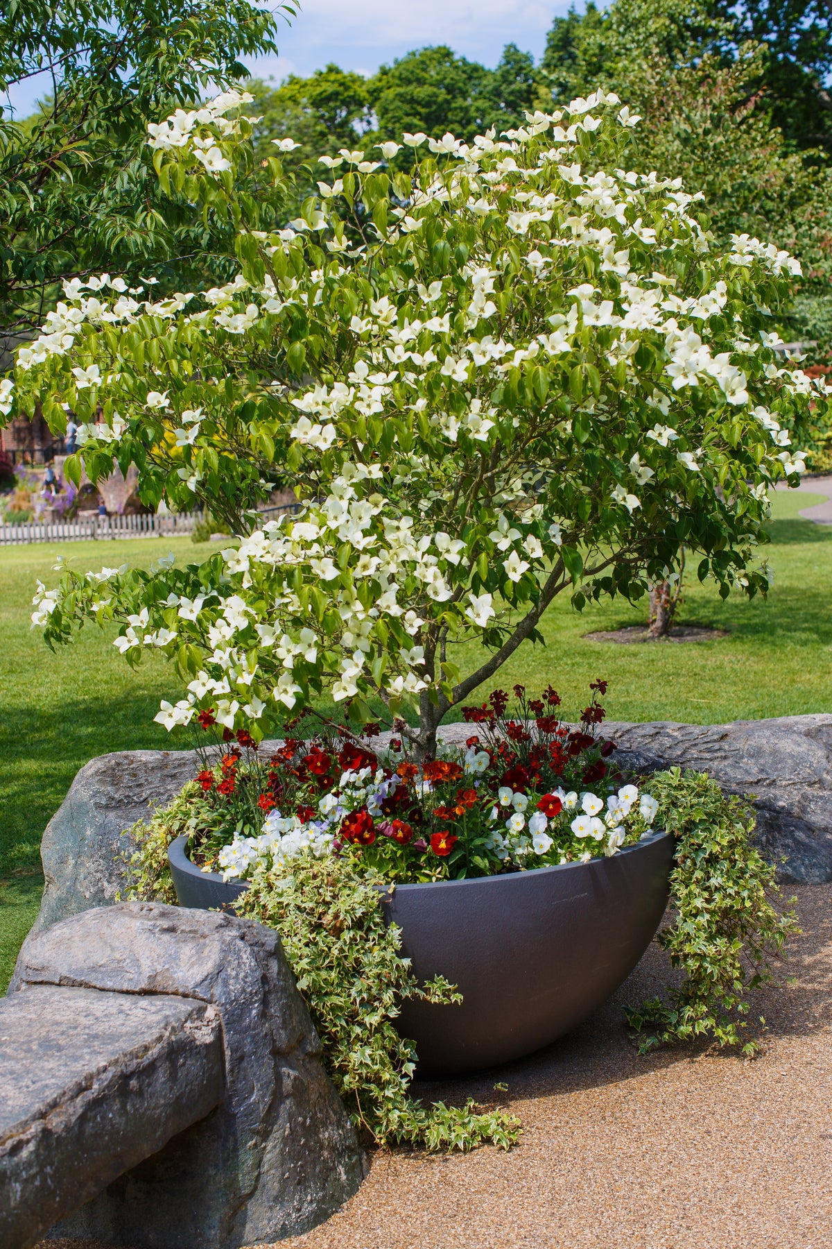 5 semillas de Cornus kousa (cornejo blanco) en flor
