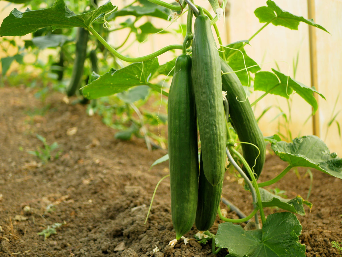 30 semillas de pepino inglés Cucumis sativus, fruta vegetal sin eructos