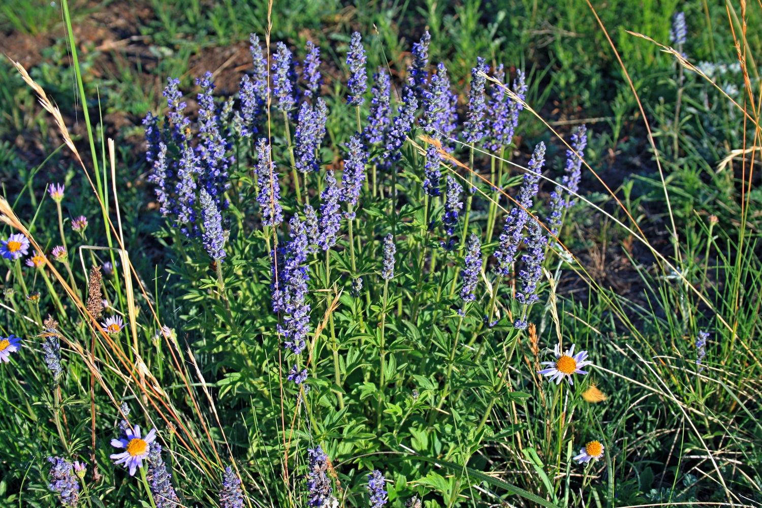 250 semillas de hierba gatera japonesa, flor morada Jing Jie, Schizonepeta Tenuifolia
