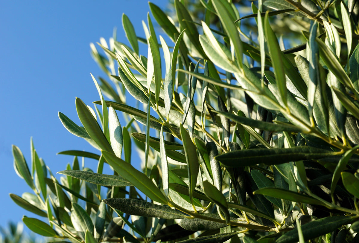 10 OLIVO CANINO Olea Europaea Canino Semilla de fruto verde negro común europeo comestible