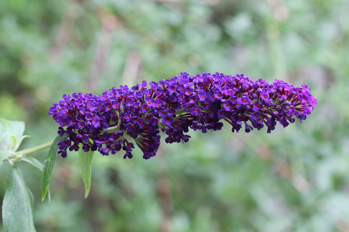 50 semillas de arbusto de mariposa morado oscuro Buddleja Davidii, arbusto de colibrí con flores fragantes