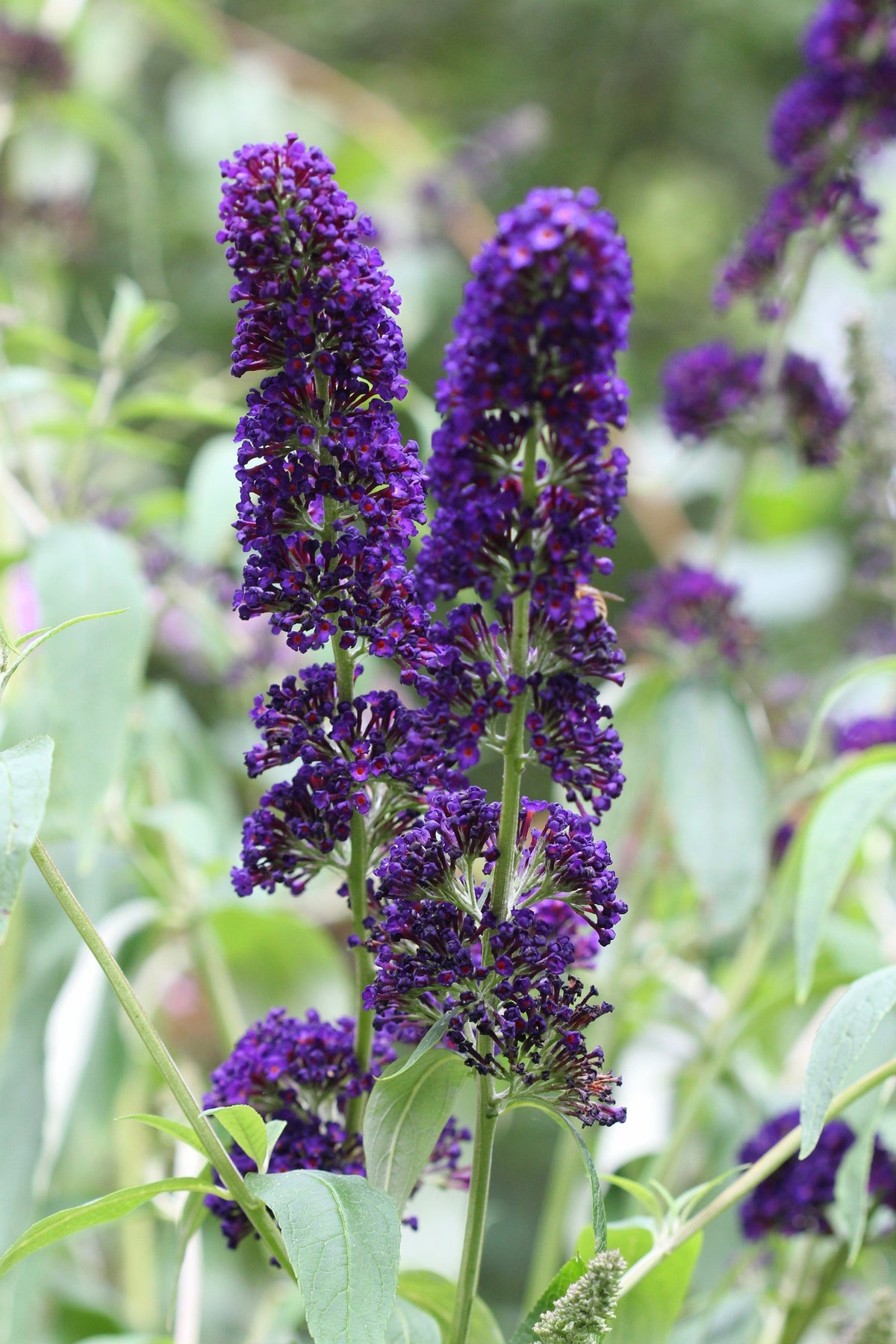 50 semillas de arbusto de mariposa morado oscuro Buddleja Davidii, arbusto de colibrí con flores fragantes