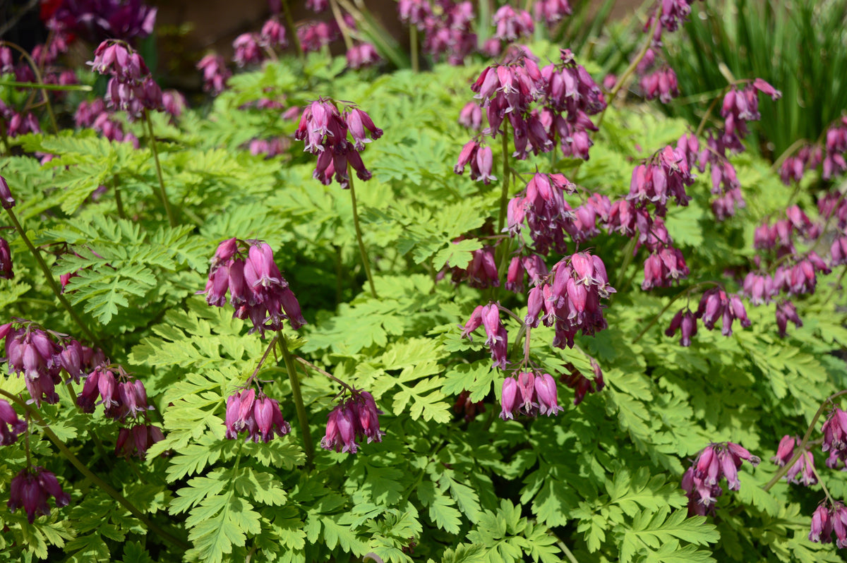 10 semillas de flores de sombra Dicentra Formosa antiguas color rosa corazón sangrante