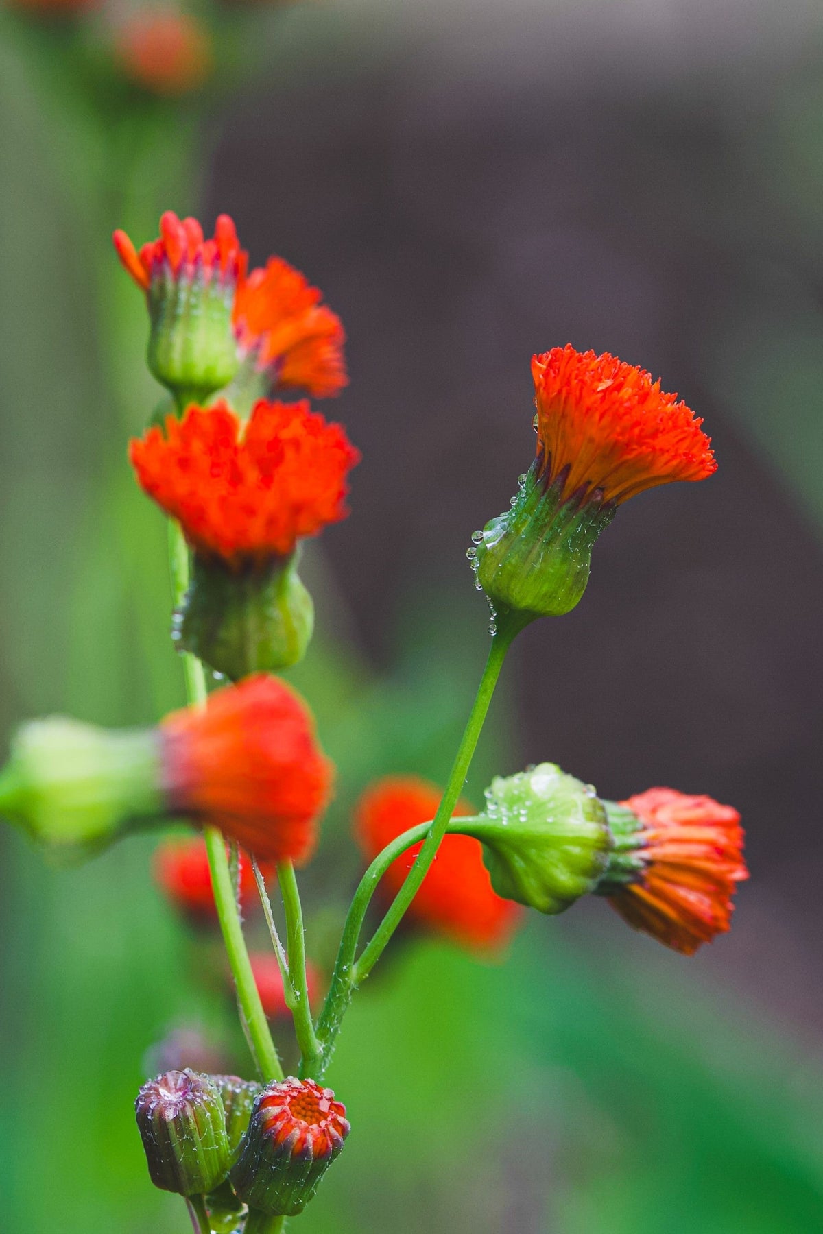 50 semillas de flor de borla de pincel de dama roja Emilia Javanica Coccinea 'Scarlet Magic'