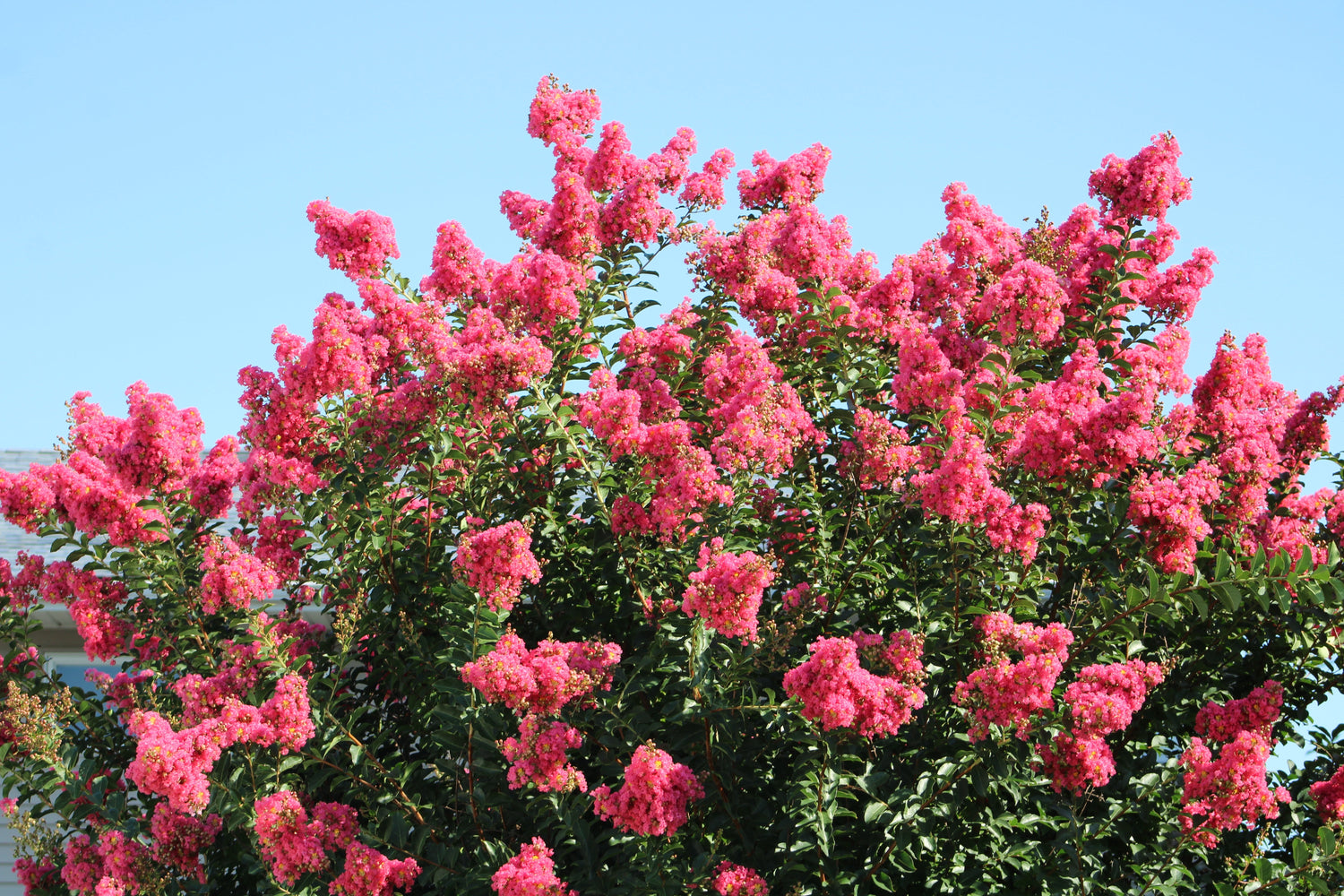35 semillas de Crepe Myrtle rosa oscuro, Lagerstroemia Indica, arbusto floreciente, árbol pequeño