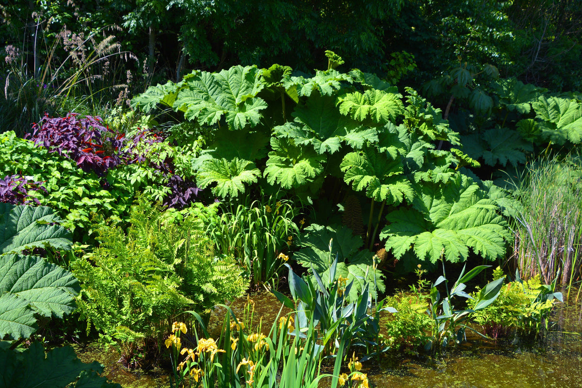 10 GUNNERA MANICATA, ¡semillas de ruibarbo gigante, planta dinosaurio, flores rojas de sombra húmeda!