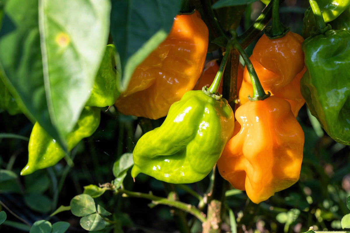 50 semillas de pimiento habanero naranja picante Capsicum Chinense