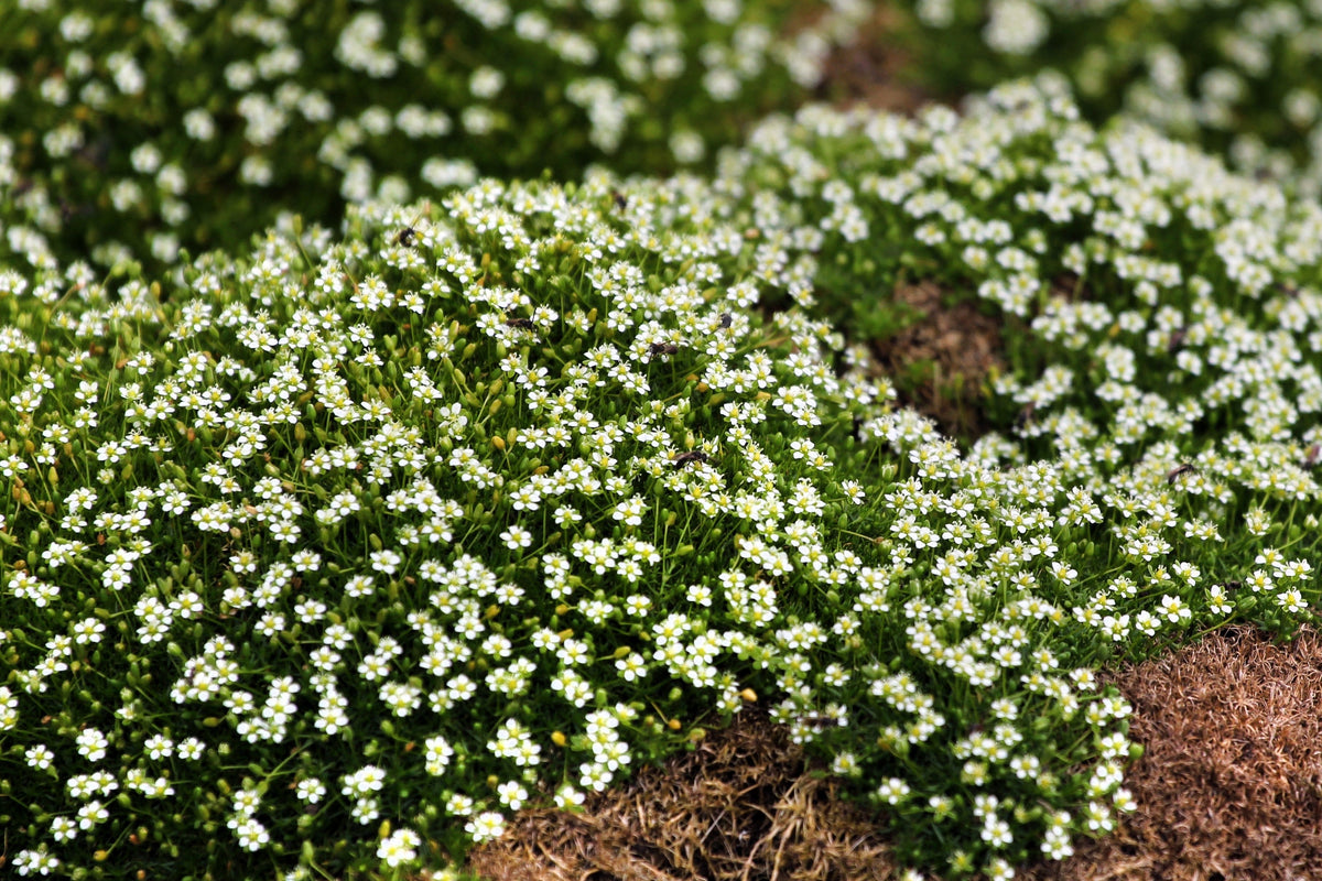50 semillas de musgo irlandés, brezo, sagina subulata, flores blancas