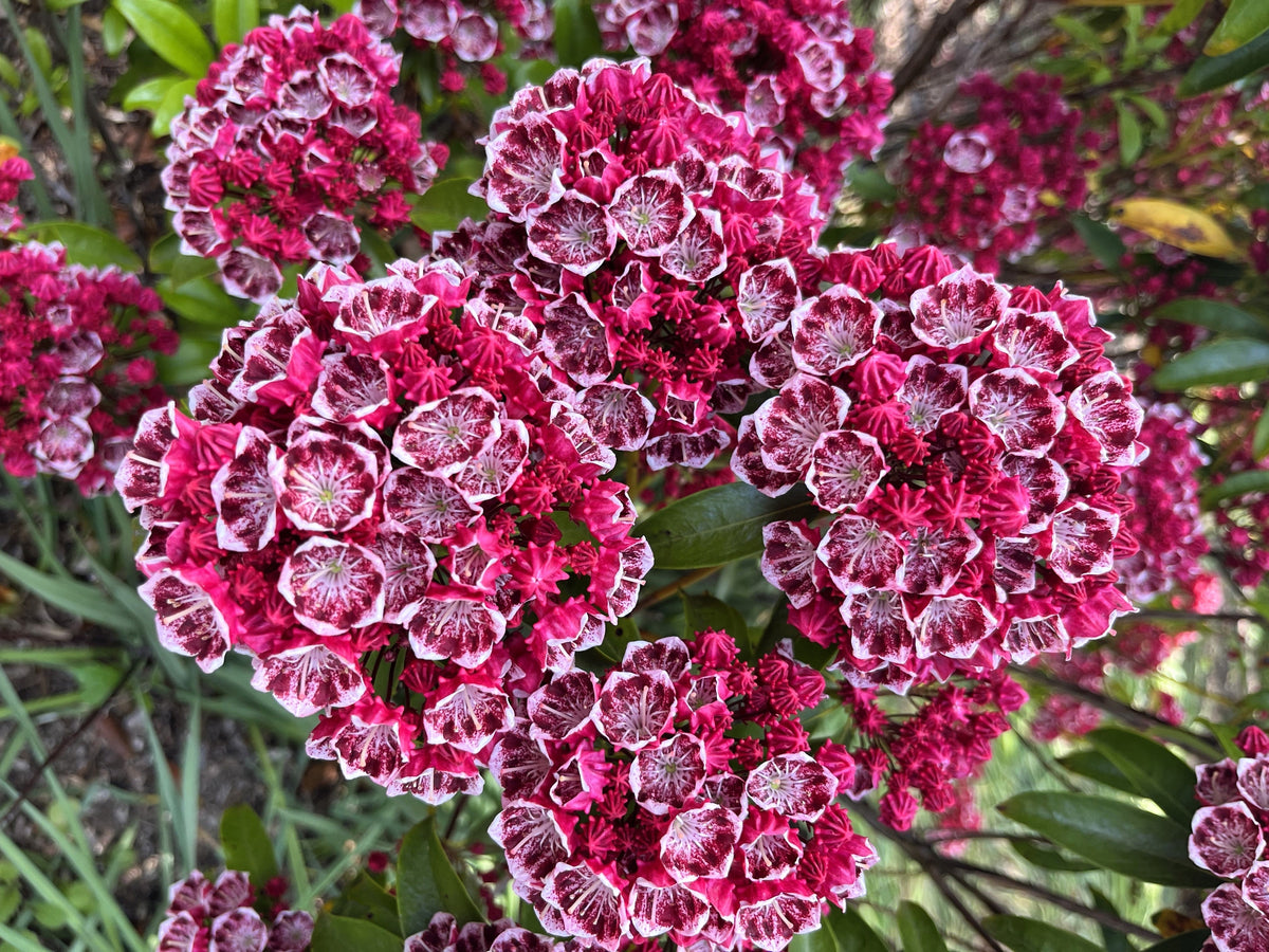 50 semillas de arbusto de laurel de montaña, Kalmia latifolia, blanco, rosa y rojo
