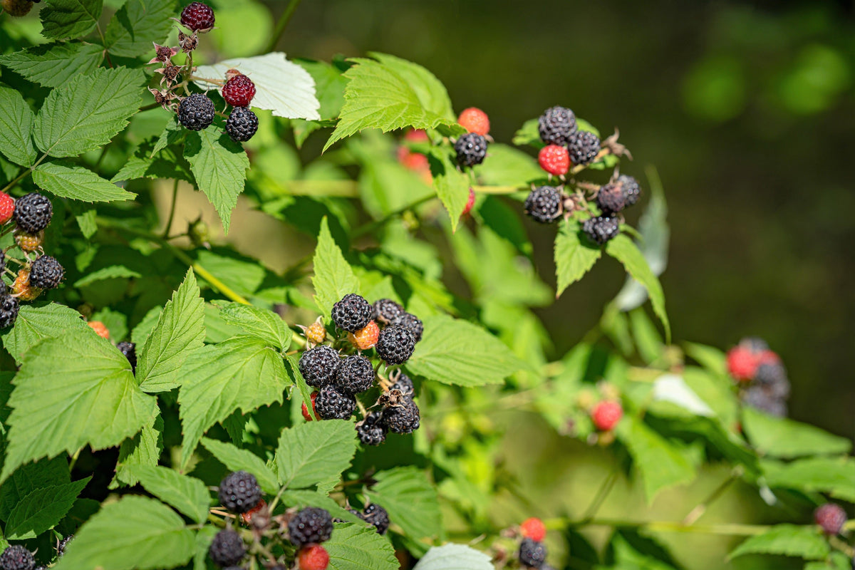 50 semillas de frambuesa negra (Rubus leucodermis)
