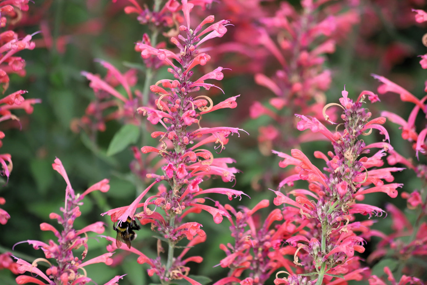 30 semillas de hierba de flor de hisopo de menta colibrí AGASTACHE HEATHER QUEEN roja