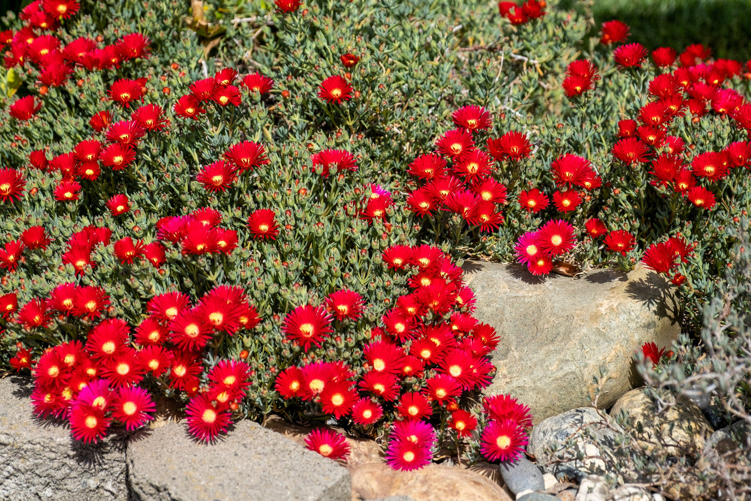 100 Gelato Planta de hielo roja brillante Mesembryanthemum Daisy Livingstone Semillas de flores