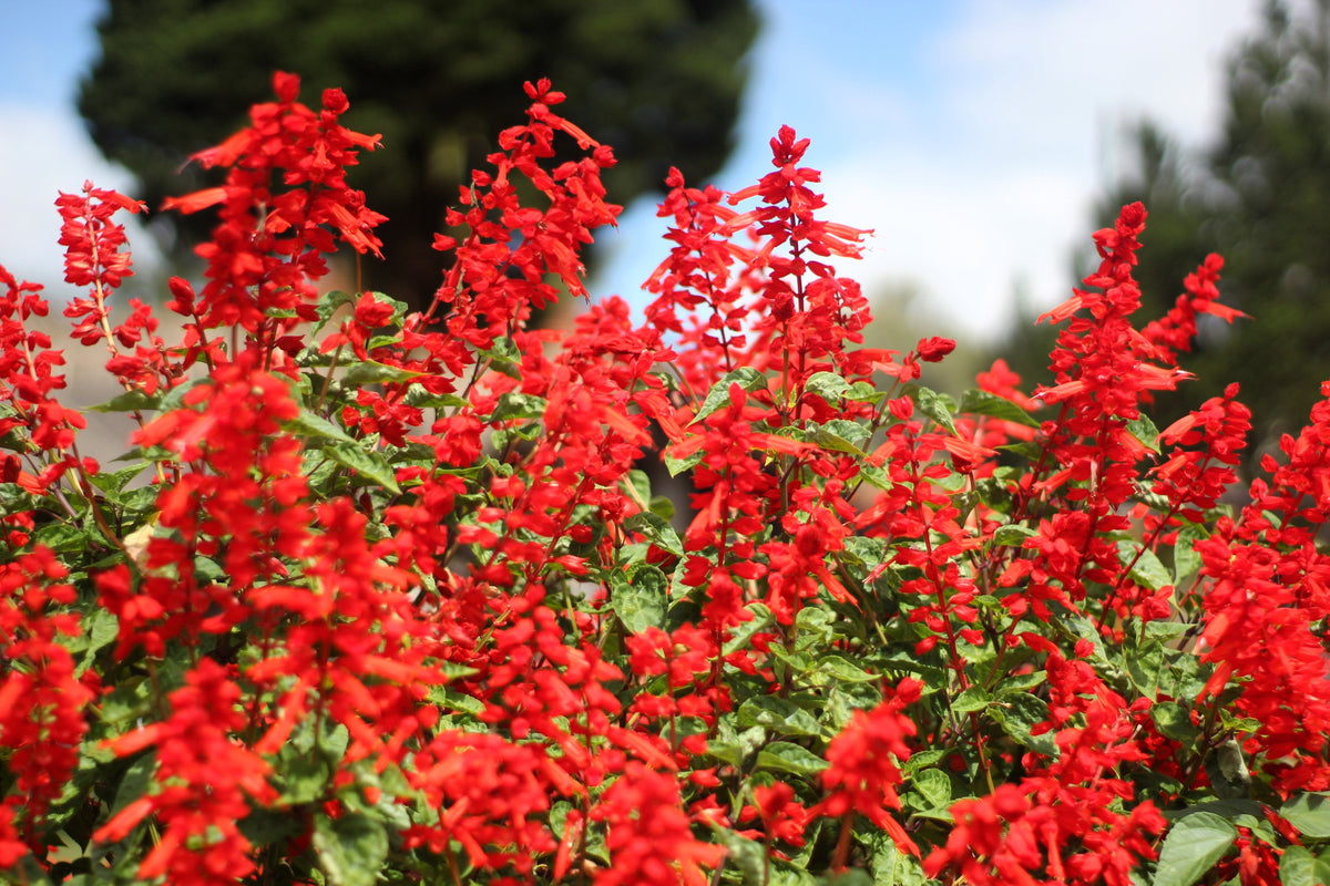 50 RED SALVIA Splendens St. John's Fire Scarlet Sage Flower Seeds