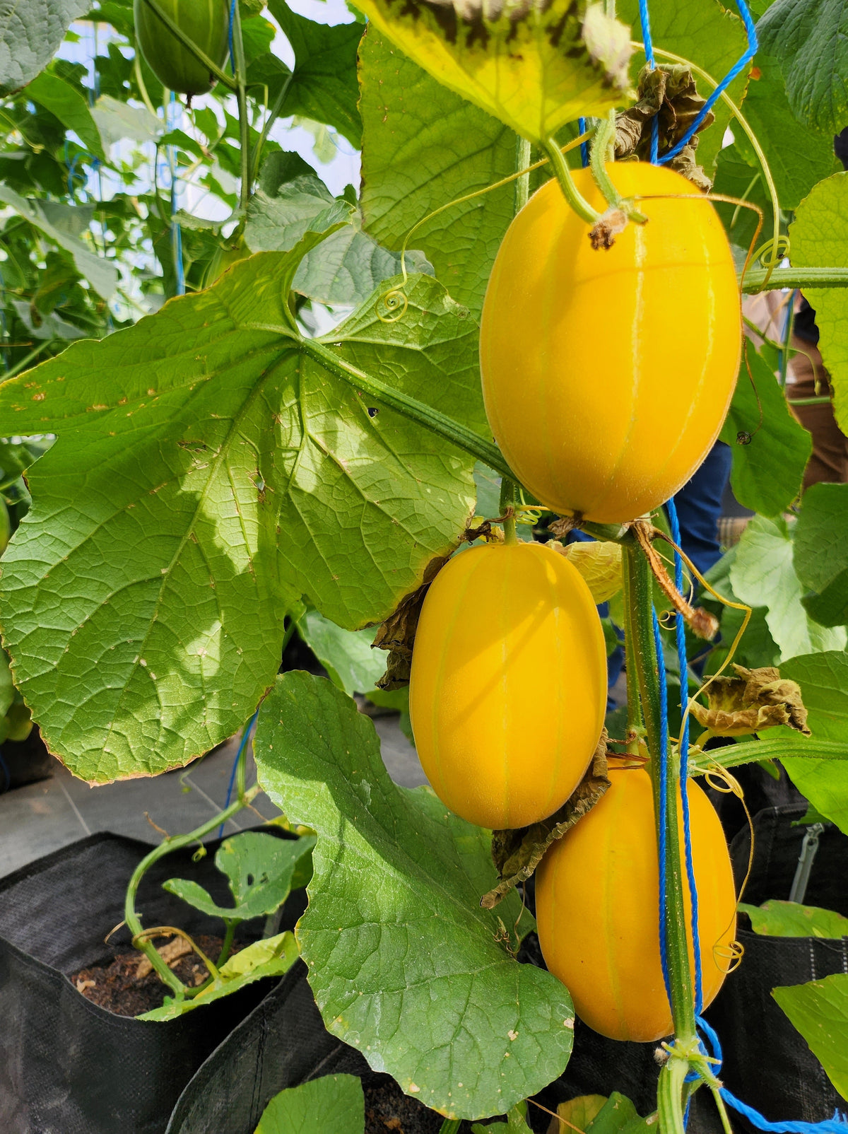 50 MELÓN DE LÍNEA PLATA TEMPRANA Cucumis Melo Piel con rayas amarillas Pulpa blanca Semillas de fruta coreana