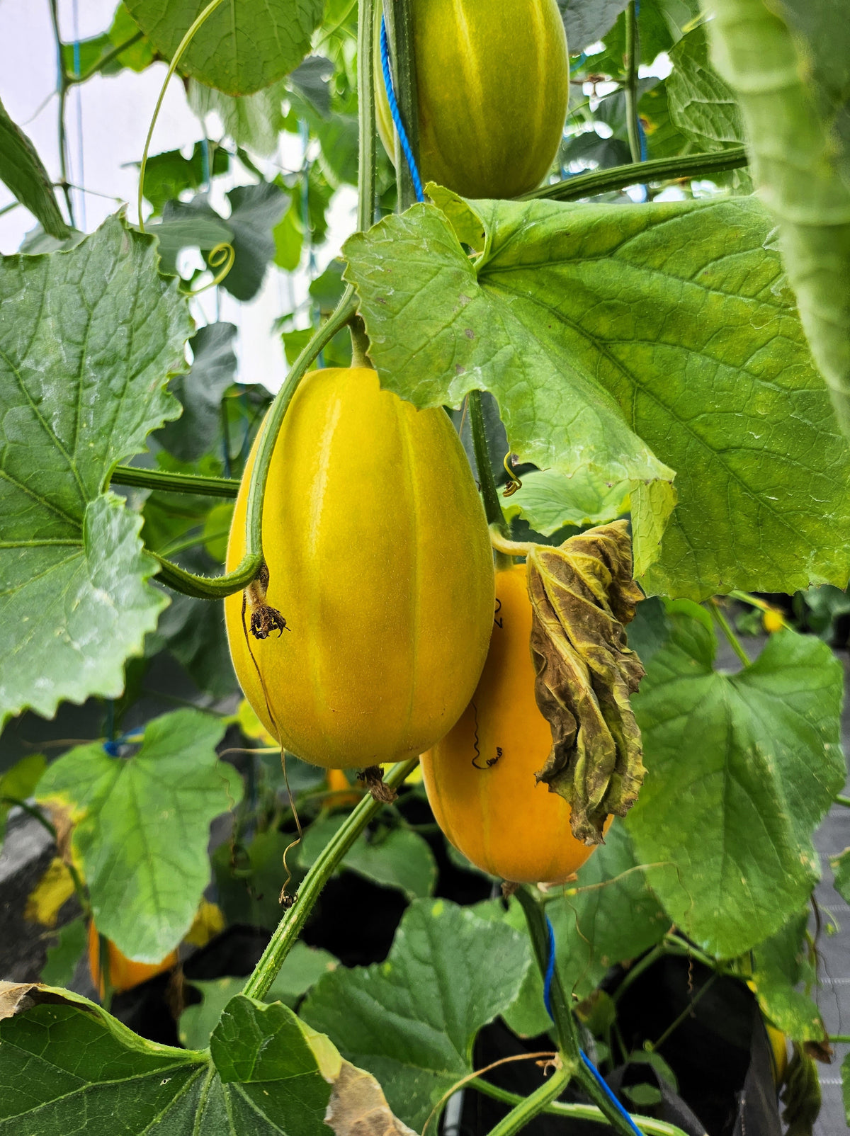 50 MELÓN DE LÍNEA PLATA TEMPRANA Cucumis Melo Piel con rayas amarillas Pulpa blanca Semillas de fruta coreana