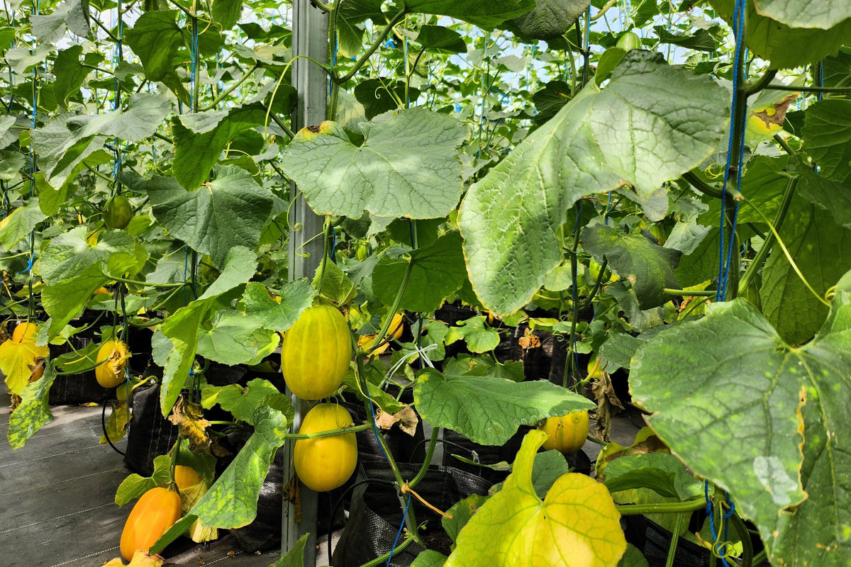 50 MELÓN DE LÍNEA PLATA TEMPRANA Cucumis Melo Piel con rayas amarillas Pulpa blanca Semillas de fruta coreana
