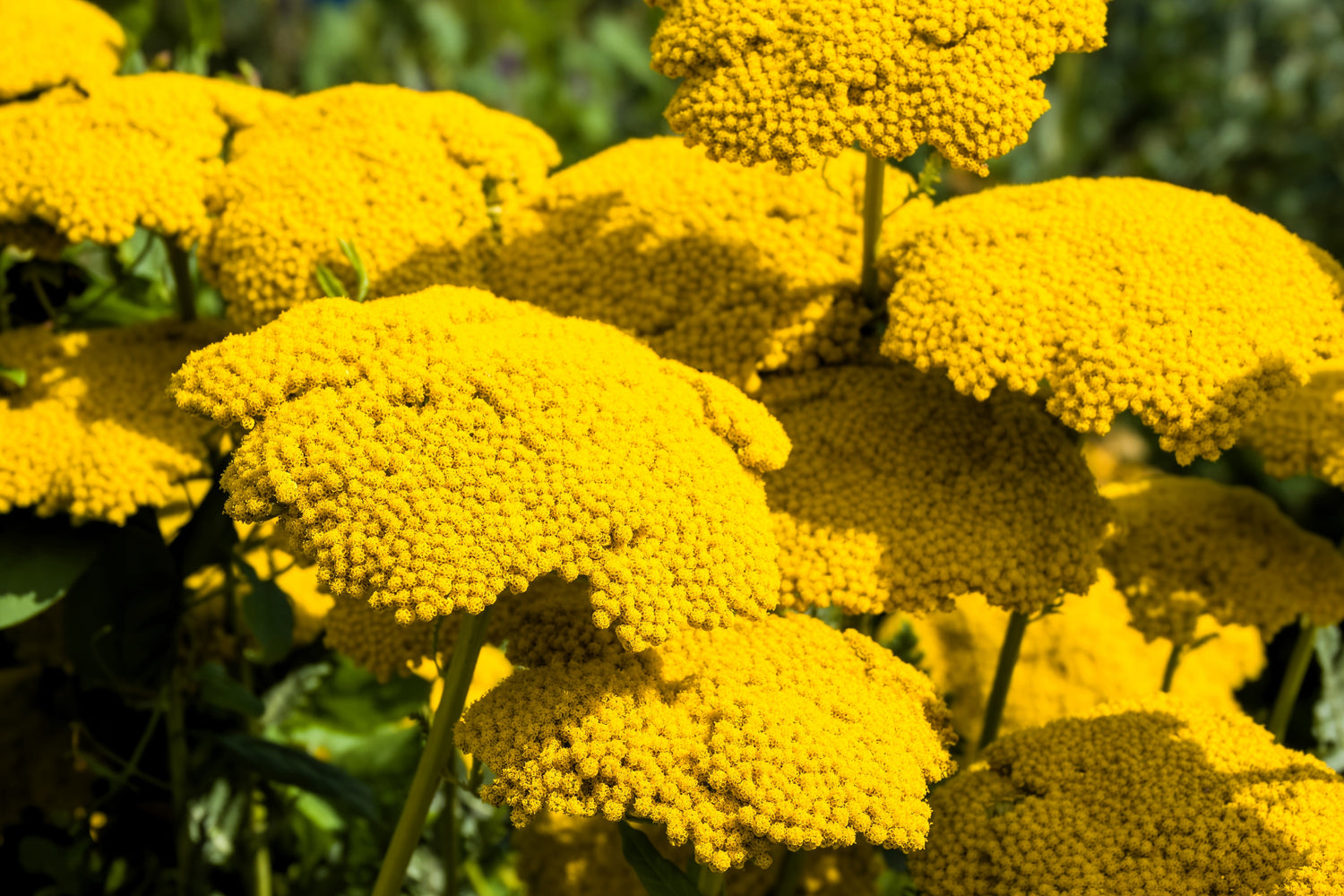 250 semillas de flores de milenrama amarilla dorada Achillea Filipendulina