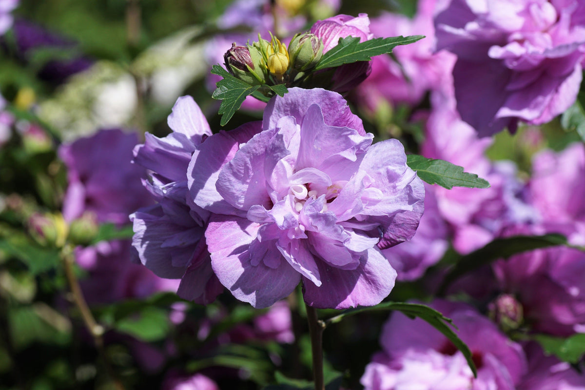 50 semillas de rosa de Siria (HIBISCO Syriacus), arbusto de flores, colores variados