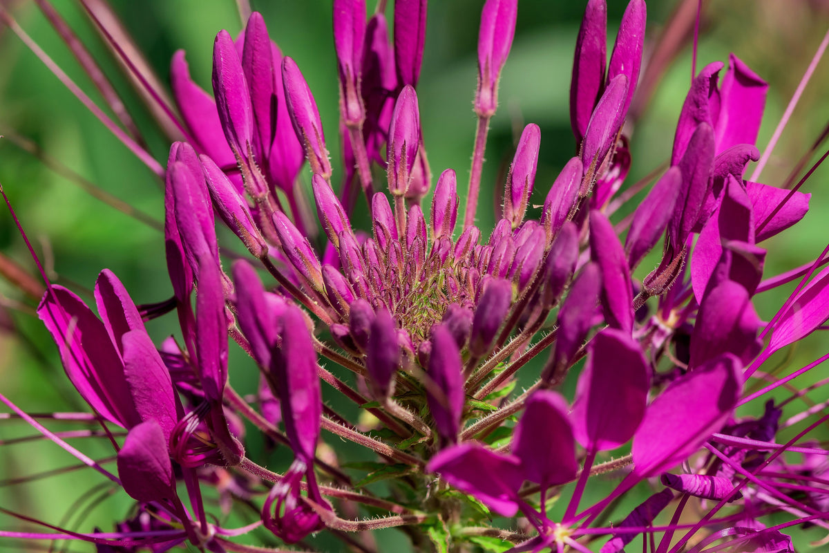 200 VIOLET QUEEN CLEOME Hassleriana Cleome Spinosa Purple Spider Flower Seeds