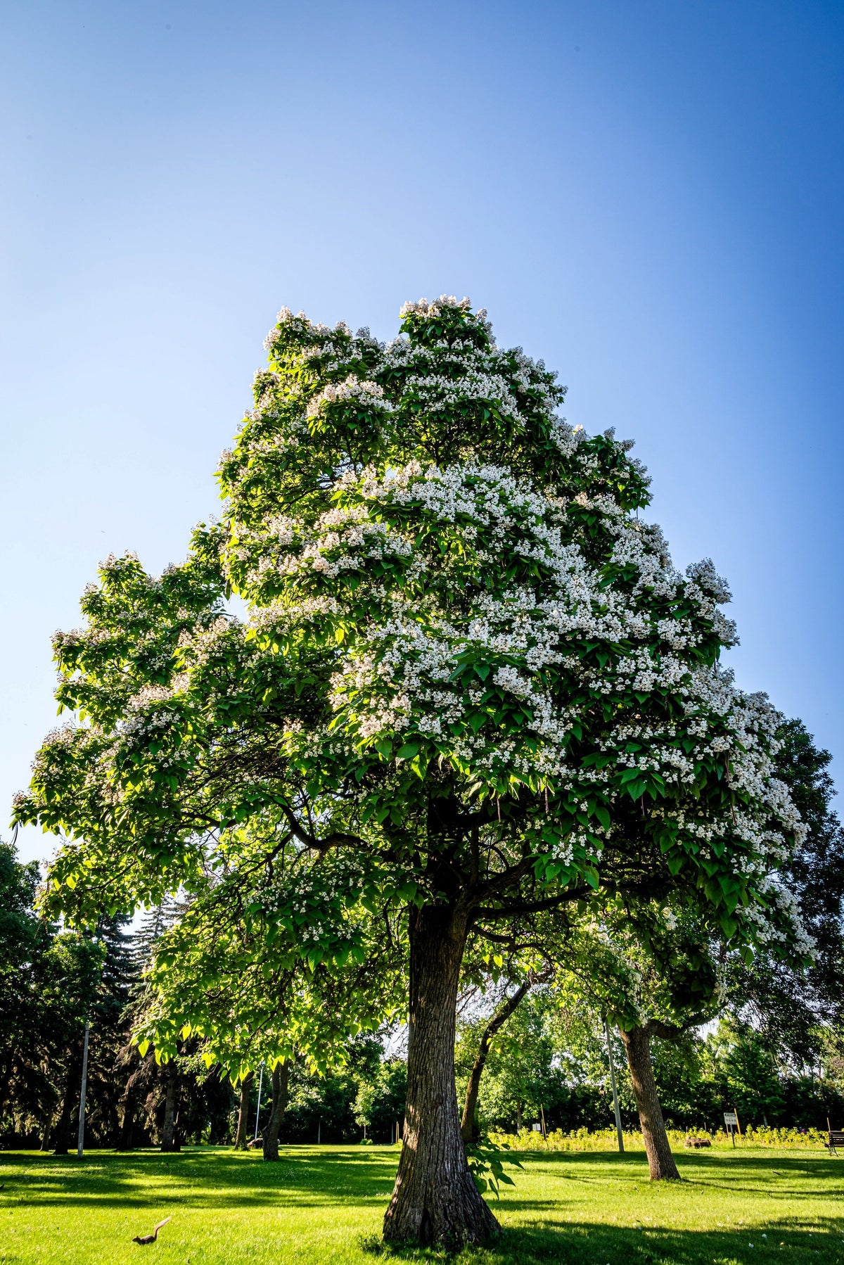 50 semillas de CATALPA Speciosa del Norte (también conocida como Catalpa Occidental o Catawba / Cigarro Indio / Cebo de Pescado) en flor