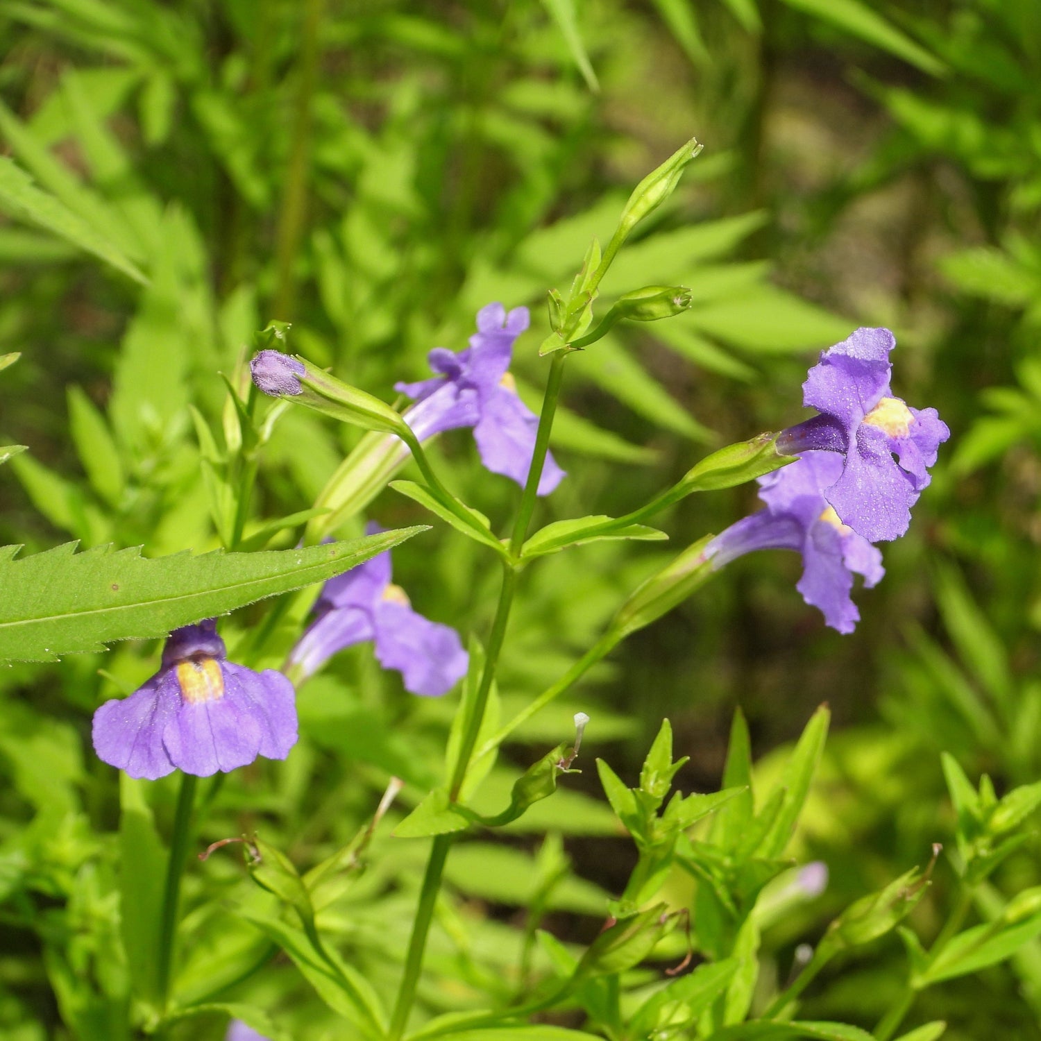 250 semillas de FLOR DE MONO PÚRPURA Mimulus Ringens