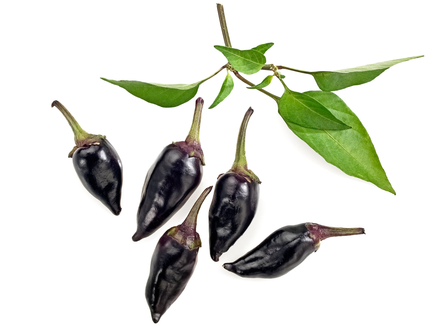 25 PIMIENTA HÚNGARA NEGRA Capsicum Annuum Semillas de Verduras Ligeramente Picantes