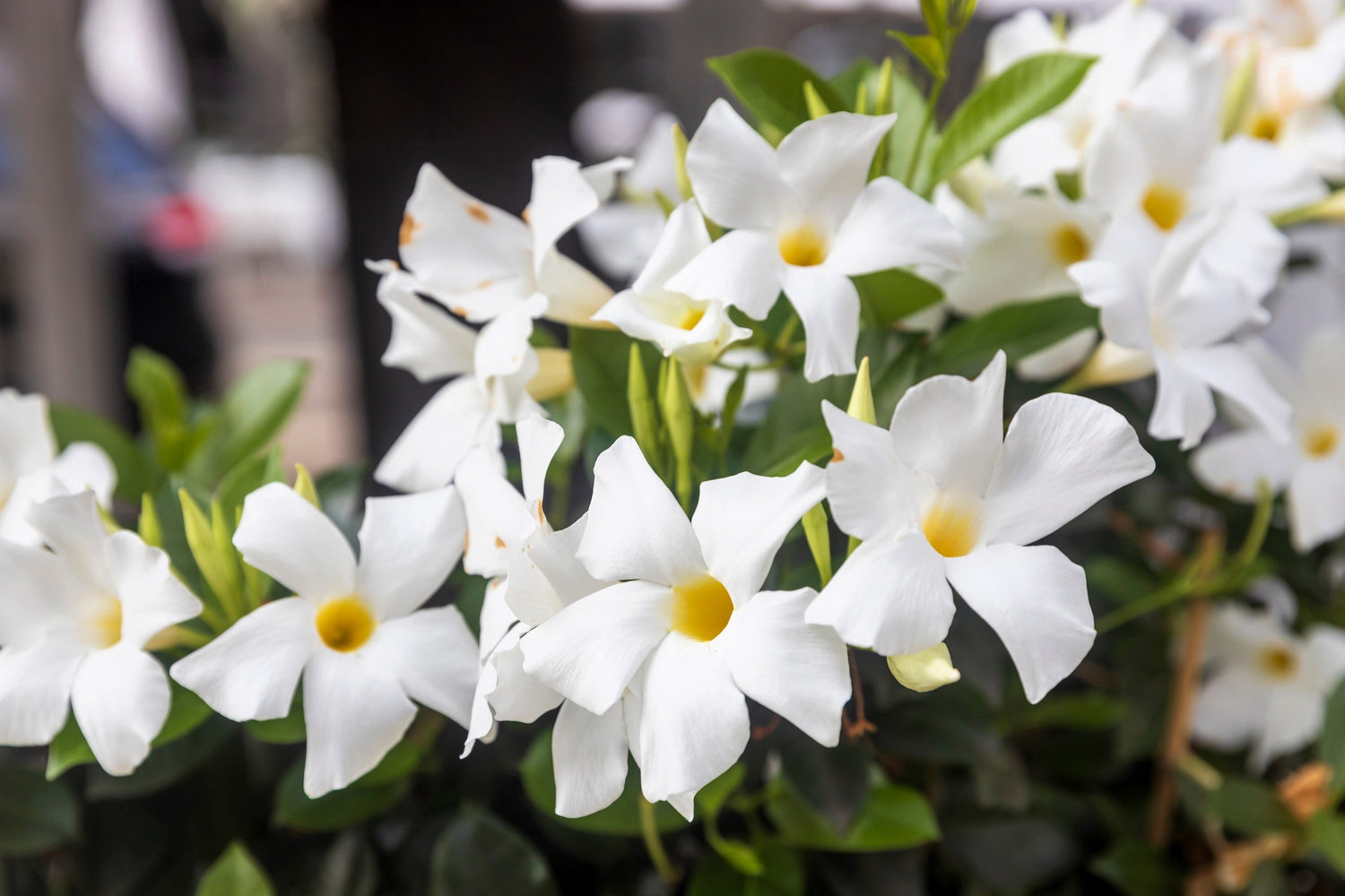 5 semillas de jazmín chileno/mandevilla laxa, flor blanca fragante