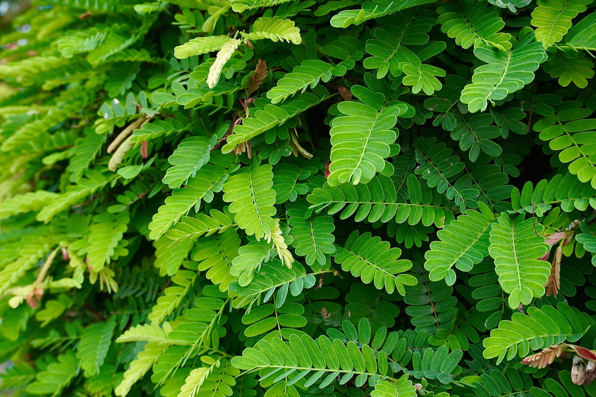 5 TAMARINDO FRUTAL ÁRBOL Tamarindus Indica Vaina de Frijol Semillas de Legumbres