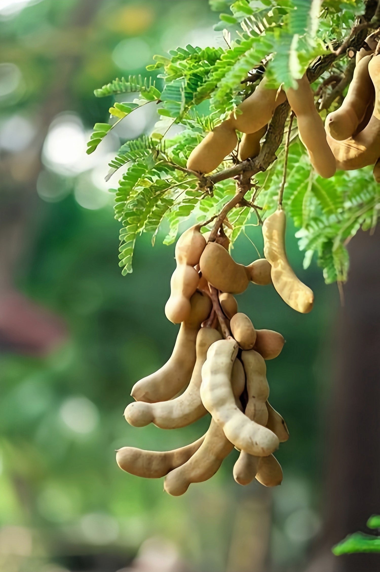 5 TAMARINDO FRUTAL ÁRBOL Tamarindus Indica Vaina de Frijol Semillas de Legumbres