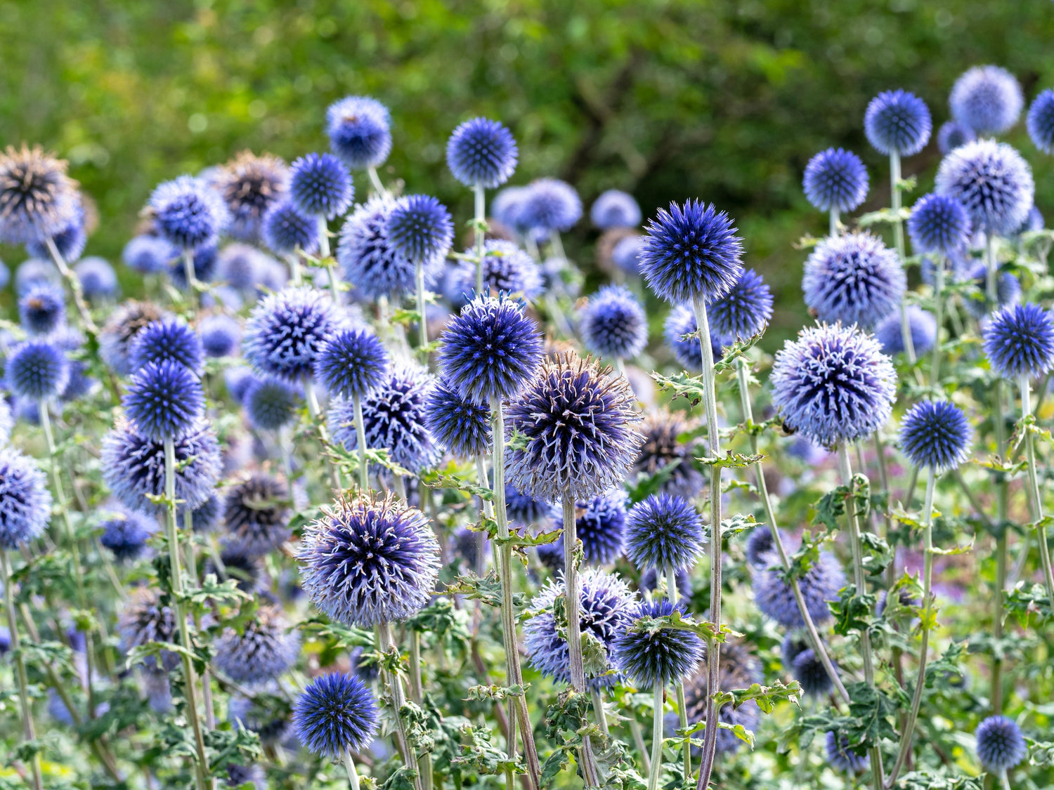 25 semillas de flores polinizadoras de cardo azul (Echinops ritro)