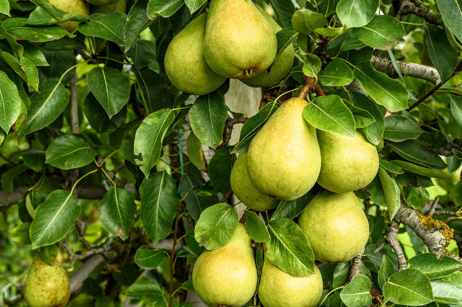 25 semillas de peral europeo (Pyrus communis) - Flores blancas / Fruto verde