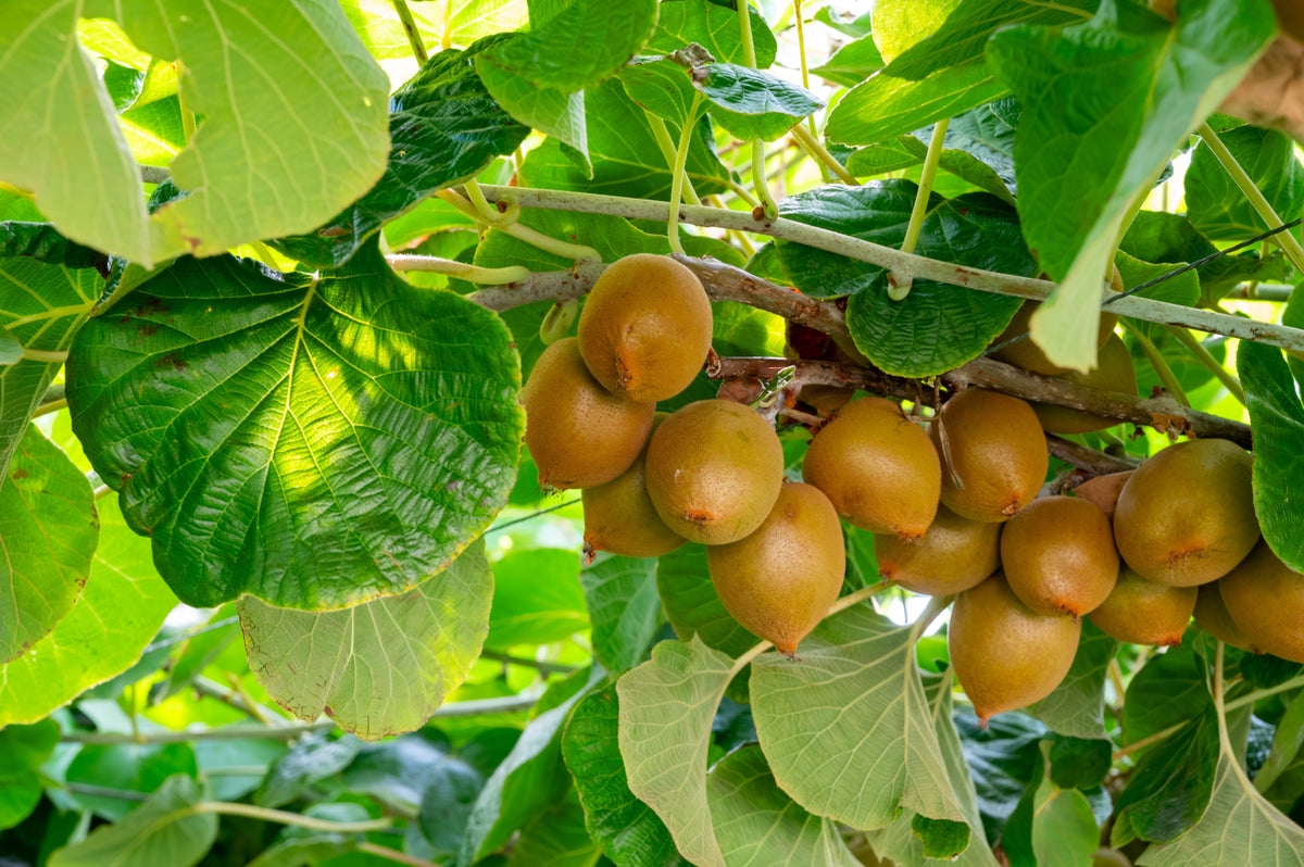 50 KIWI DORADO Kiwi amarillo Actinidia Chinensis Semillas de vid de flor de grosella espinosa china
