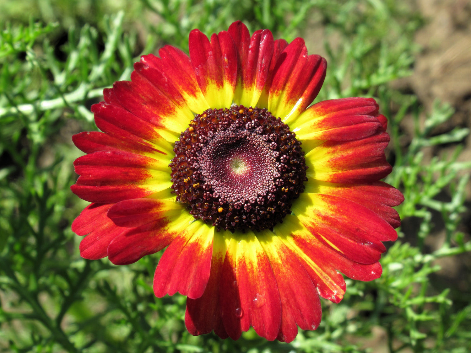 100 semillas de margaritas de crisantemo carinatum tricolor pintadas de rojo, amarillo y negro