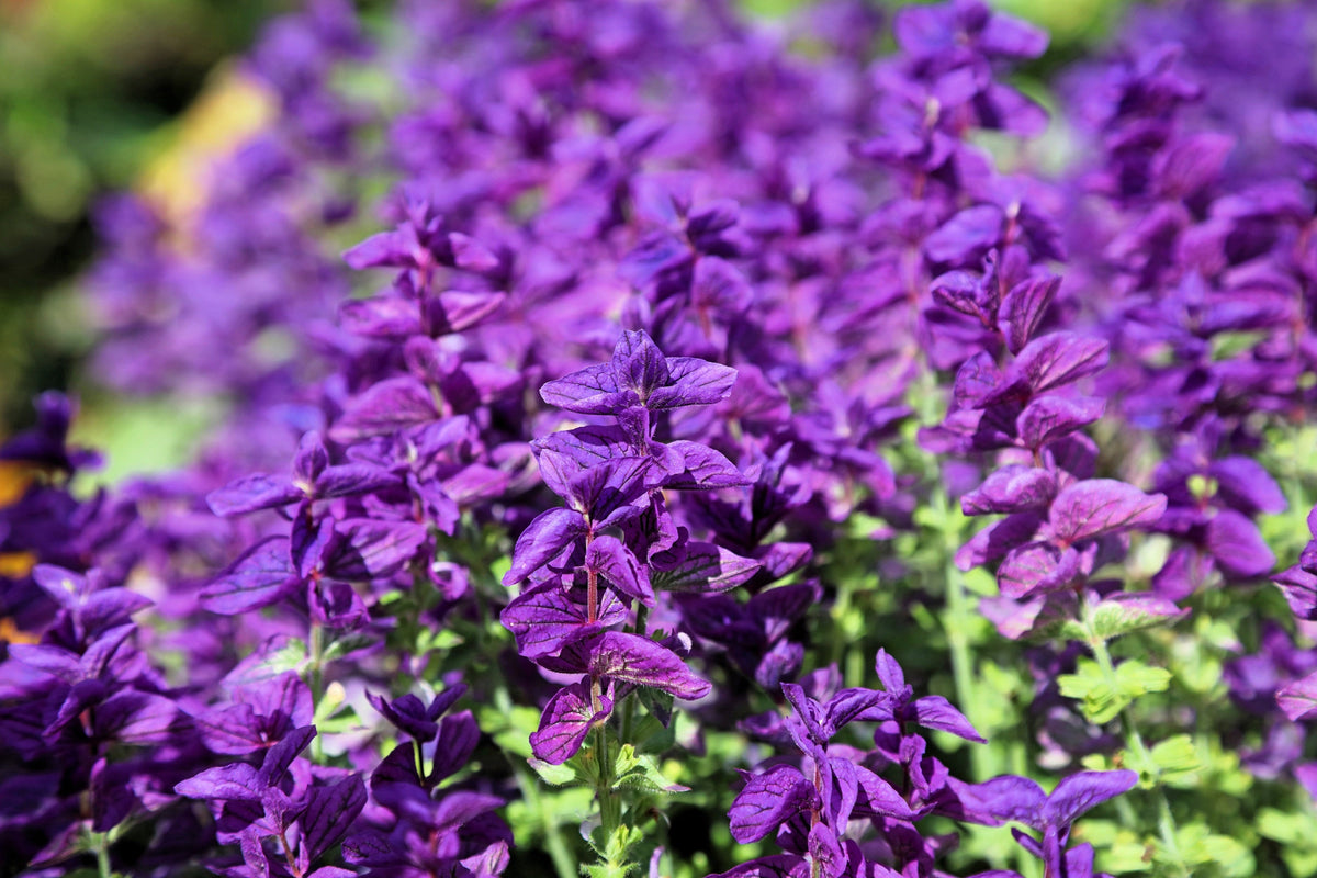 50 semillas de flores de hierba BLUE Monday CLARY SAGE Salvia Viridis Horminum