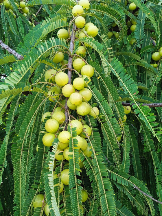 10 semillas de grosella espinosa india (Phyllanthus Emblica Emblic), árbol frutal comestible