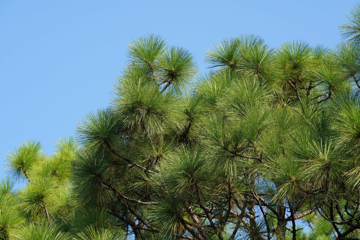 5 semillas de pino piñonero italiano (Pinus pinea)