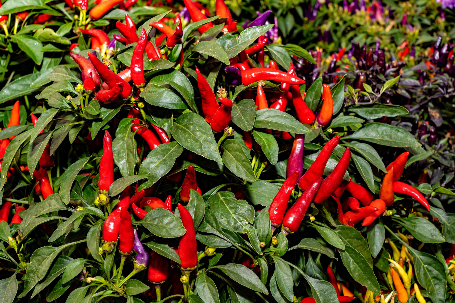 300 semillas de chile Anaheim (chile de Nuevo México) Capsicum Annuum