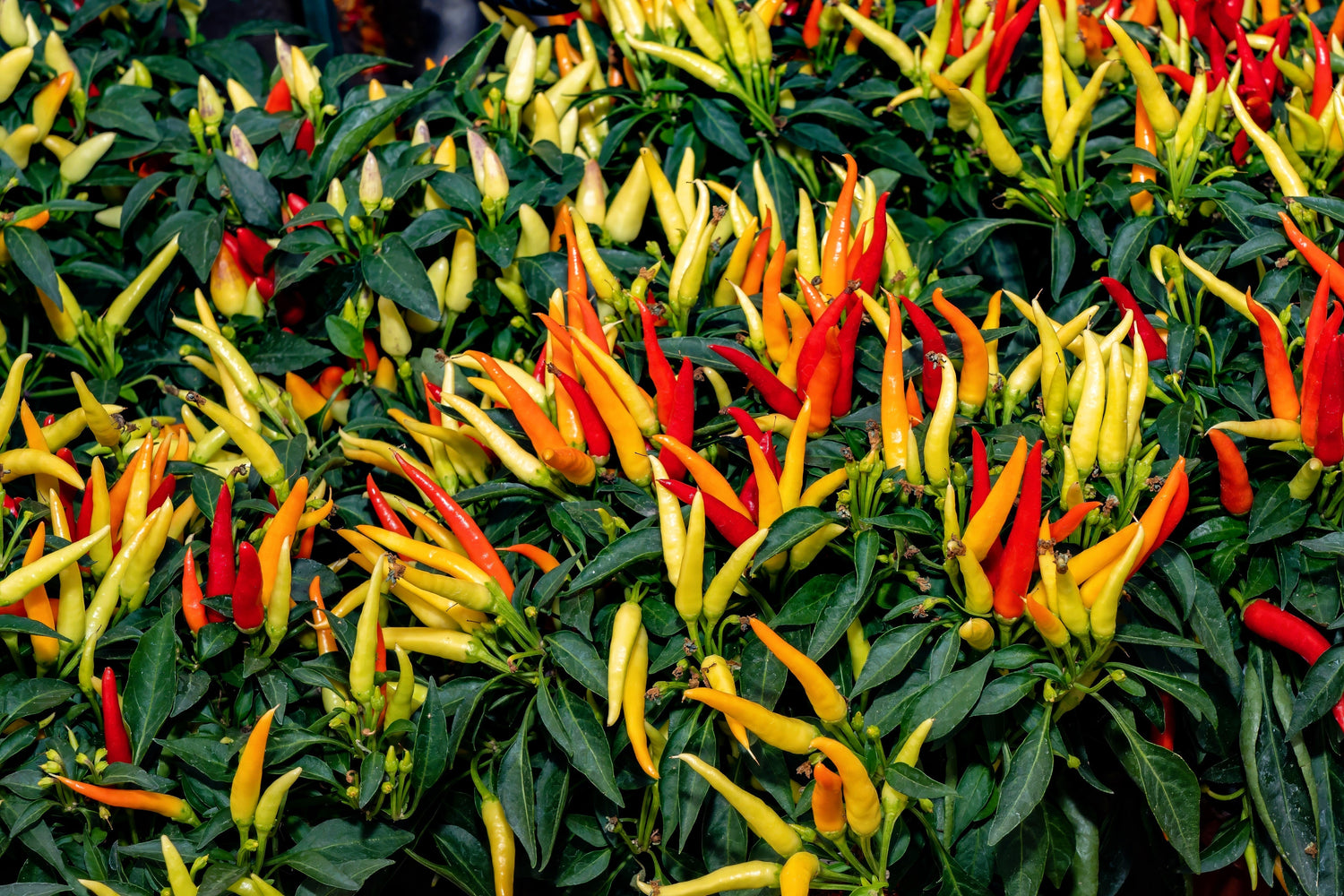 300 semillas de chile Anaheim (chile de Nuevo México) Capsicum Annuum