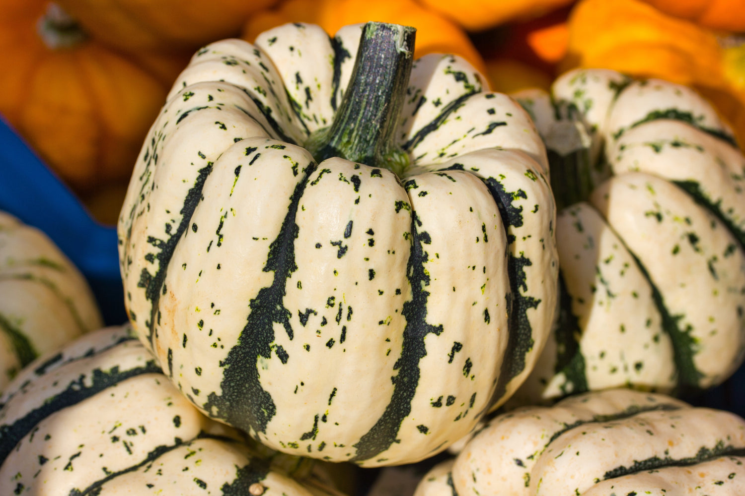 25 Calabaza Dumpling Dulce Naranja Winter Delicata Cucurbita Maxima Semillas de Hortalizas