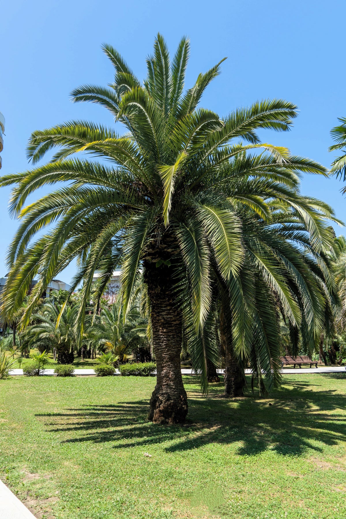 10 semillas de palma de coco, palma de jalea, palma Pindo, Butia Capitata, árbol frutal comestible, planta de interior