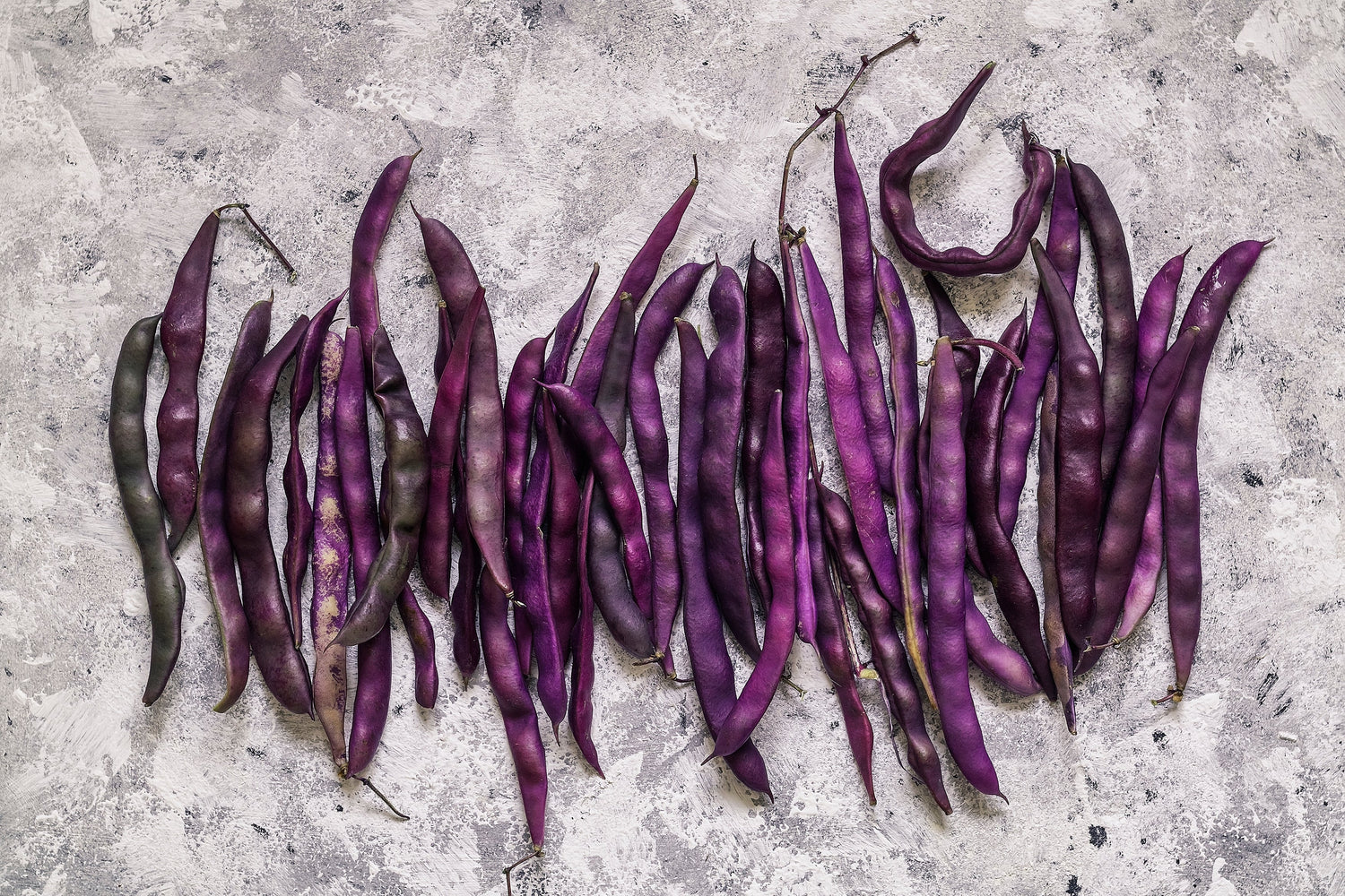 40 semillas de frijol morado Royalty Phaseolus Vulgaris