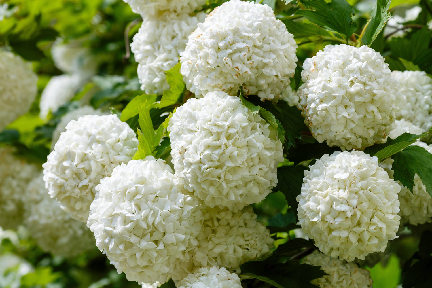 30 semillas de arándano europeo/bola de nieve, rosa de guelder, viburnum opulus, frutos rojos, flores blancas