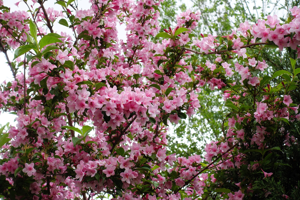 50 semillas de flores de arbusto Weigela de Florida