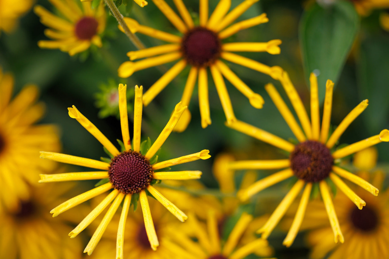 300 semillas de Rudbeckia subtomentosa, equinácea dulce, flor de Susan de ojos negros amarilla