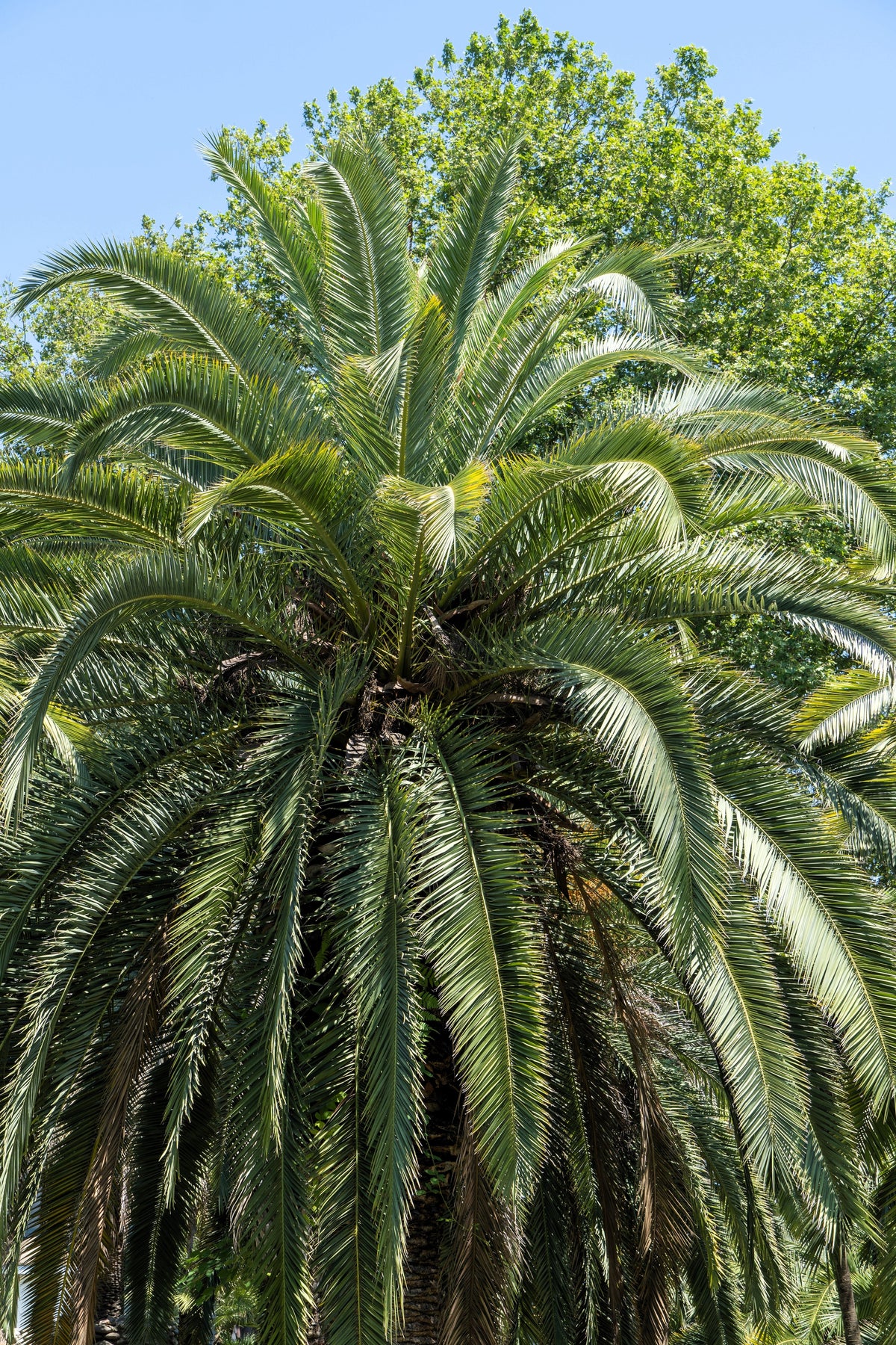 10 semillas de palma de coco, palma de jalea, palma Pindo, Butia Capitata, árbol frutal comestible, planta de interior