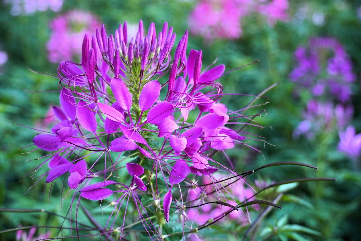 200 VIOLET QUEEN CLEOME Hassleriana Cleome Spinosa Purple Spider Flower Seeds